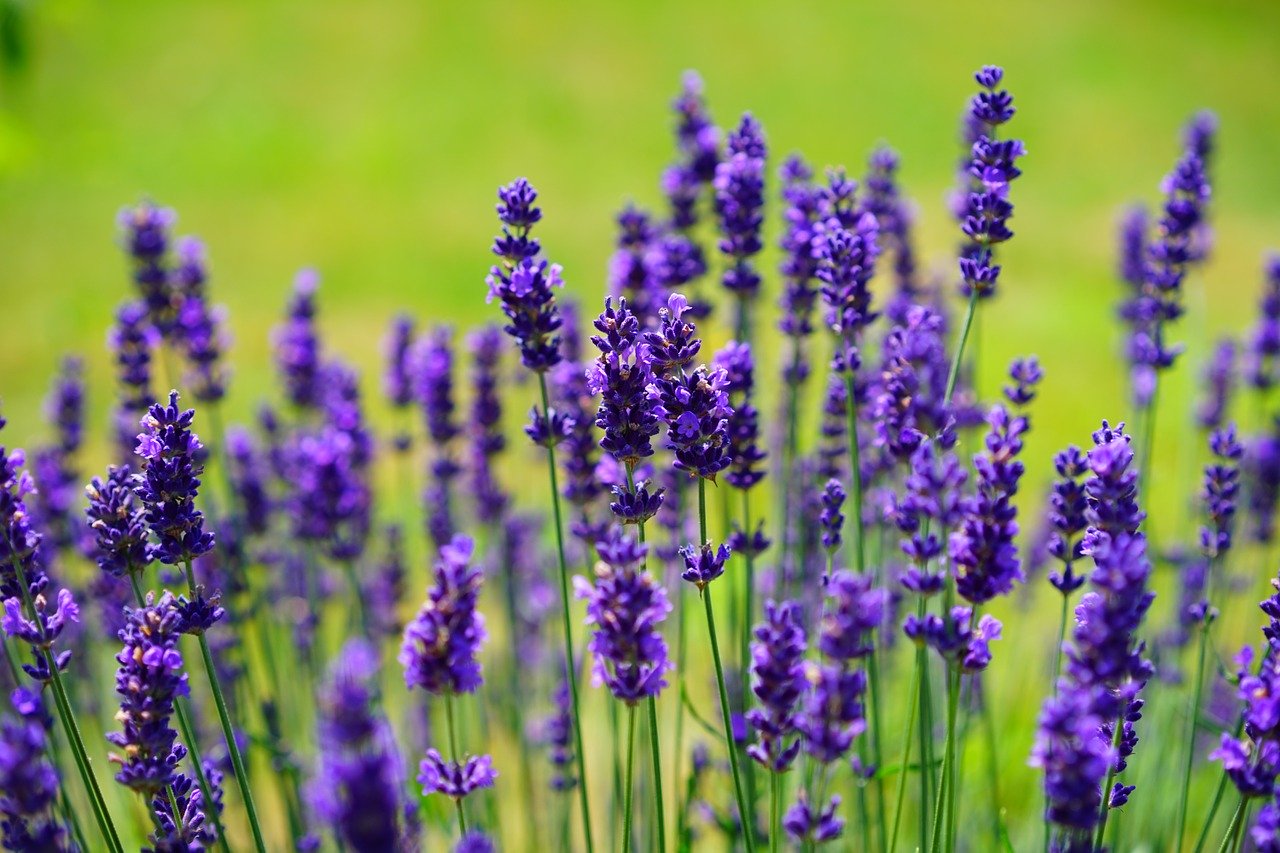 Garten Wiese Lavendel